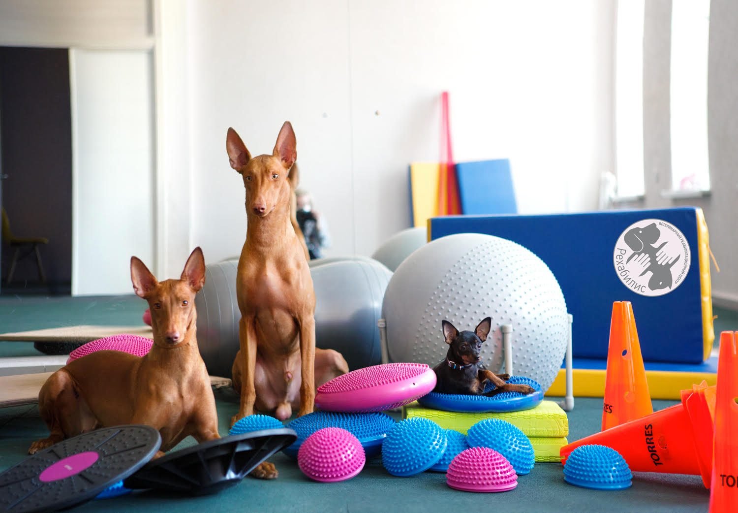 Ветеринарный реабилитационный центр «Рехабилис»