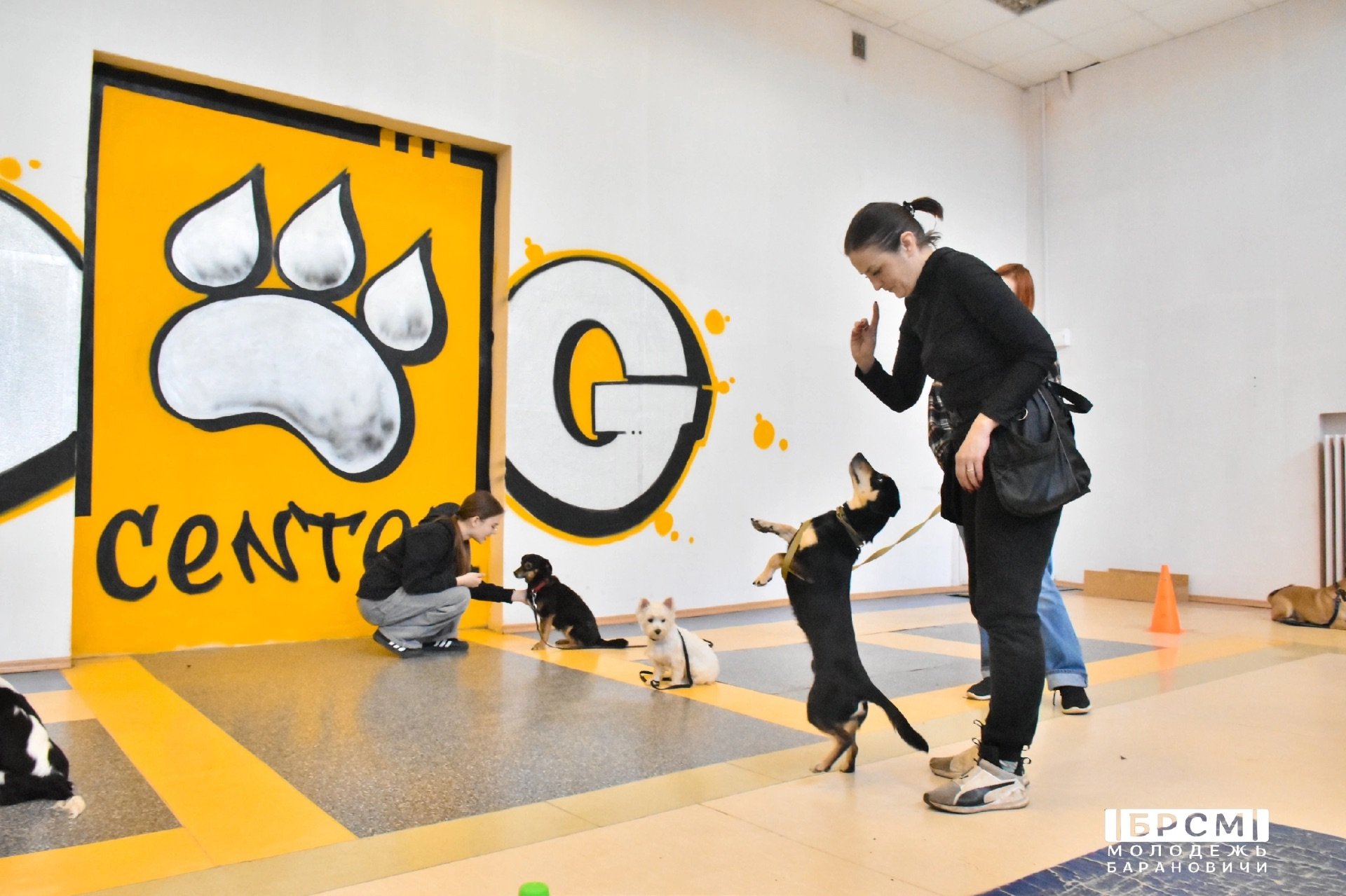 Кинолог Хелп